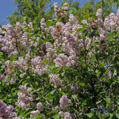 En frodig syrenbuske med lila blommor, perfekt för att plantera syren i din trädgård.