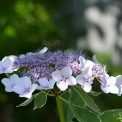 Vacker hortensia med ljuslila blommor och vita kronblad. En av många vackra hortensia sorter.