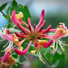 En närbild av en klunga av kaprifol sorter i rosa, gult och vitt. Blommorna har långa, smala kronblad och utskjutande ståndare.