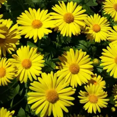En solig samling av gammaldags perenner, lysande gula blommor med bruna mittar mot mörkgröna blad.