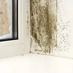 Mögel på väggen vid ett fönster i ett gammalt hus, tecken på dålig ventilation.