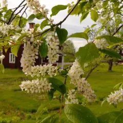 Vackra, doftande buskar med vita blommor i förgrunden. I bakgrunden syns röda hus och en grönskande trädgård.