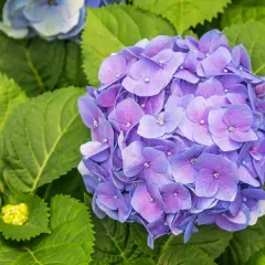En stor, lila hortensia blommar bland frodiga gröna blad. En ny, gul knopp syns till vänster.