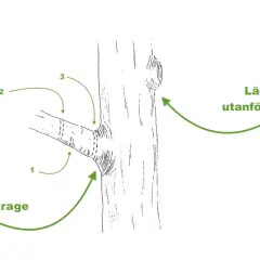 Illustration visar hur man beskär grenar vid grenkragen. För att klippa buskar rätt, lägg snittet utanför grenkragen.