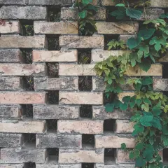 En gammal, väderbiten mura tegelvägg med gröna klätterväxter som slingrar sig över.