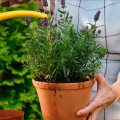 En person vattnar en frodig lavendel i kruka med en gul vattenkanna. Doften av lavendel sprider sig i trädgården.