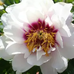 En vit pion med mörklila inslag och gula ståndare. Perfekt för att plantera pion på våren för en vacker blomning.