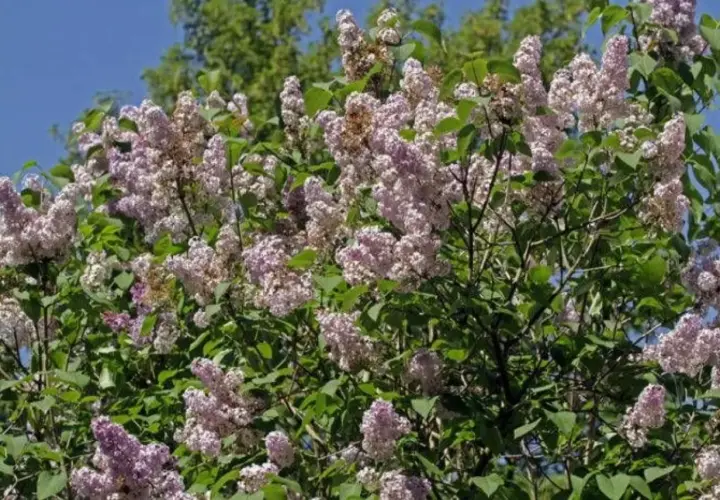 En frodig syrenbuske med lila blommor, perfekt för att plantera syren i din trädgård.