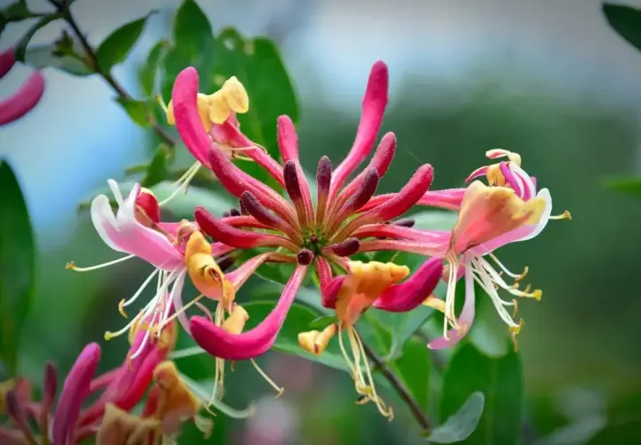 En närbild av en klunga av kaprifol sorter i rosa, gult och vitt. Blommorna har långa, smala kronblad och utskjutande ståndare.