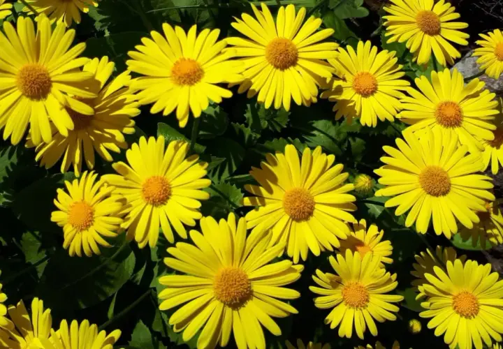 En solig samling av gammaldags perenner, lysande gula blommor med bruna mittar mot mörkgröna blad.