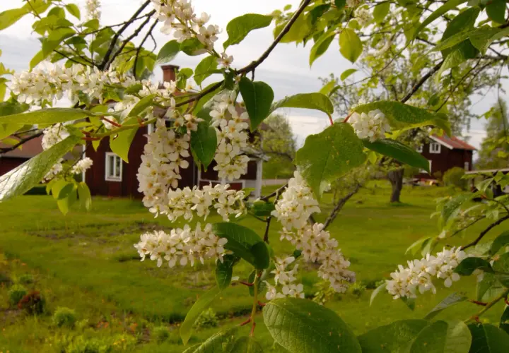 Vackra, doftande buskar med vita blommor i förgrunden. I bakgrunden syns röda hus och en grönskande trädgård.