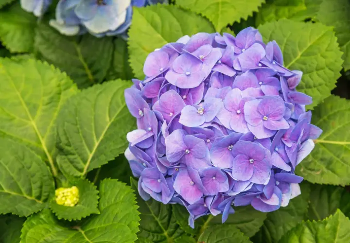 En stor, lila hortensia blommar bland frodiga gröna blad. En ny, gul knopp syns till vänster.