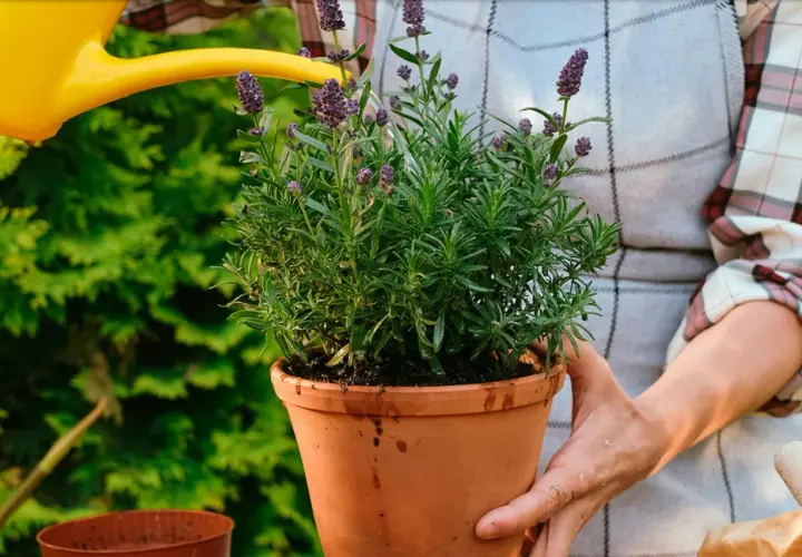 En person vattnar en frodig lavendel i kruka med en gul vattenkanna. Doften av lavendel sprider sig i trädgården.