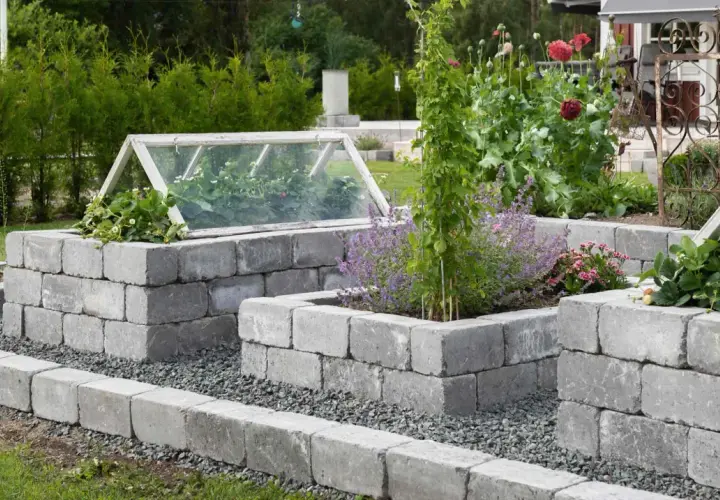 Inspiration rabatt med sten. Upphöjda odlingslådor av betongblock med växthuslock, jordgubbar och blommor.