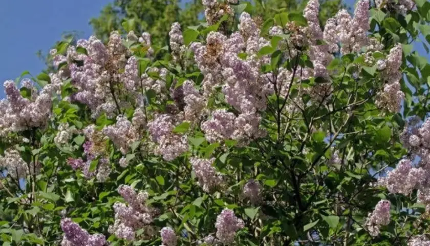 En frodig syrenbuske med lila blommor, perfekt för att plantera syren i din trädgård.