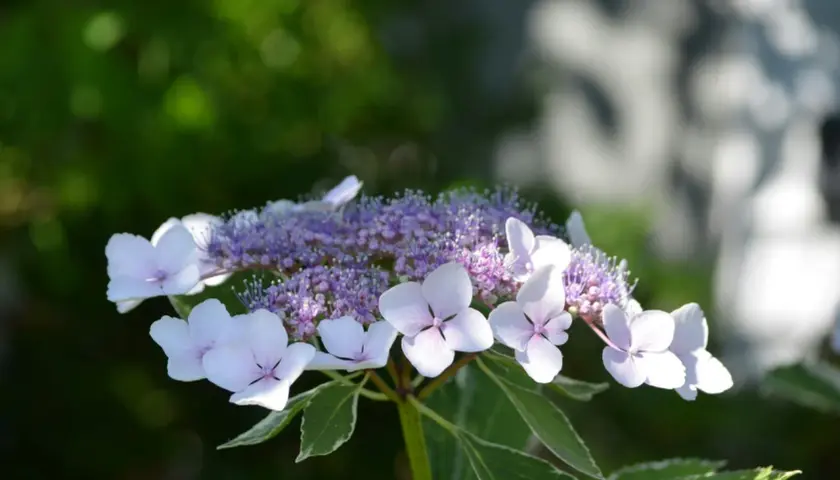 Vacker hortensia med ljuslila blommor och vita kronblad. En av många vackra hortensia sorter.