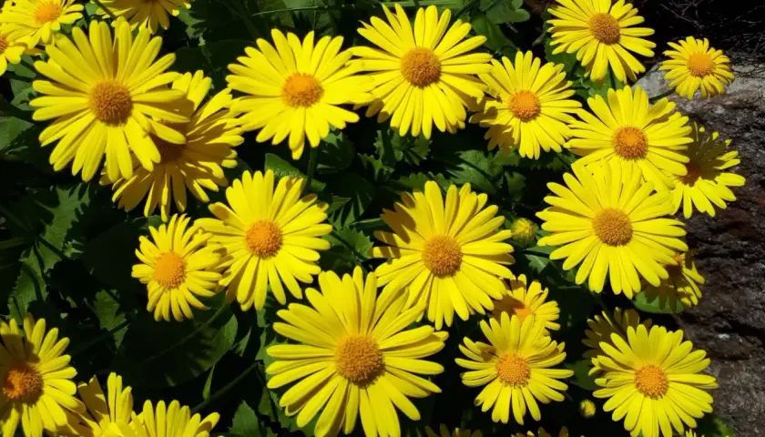 En solig samling av gammaldags perenner, lysande gula blommor med bruna mittar mot mörkgröna blad.