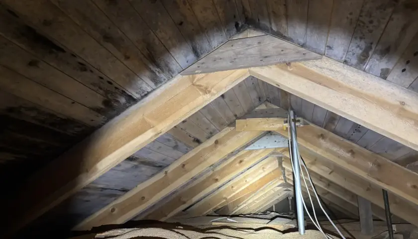 Takbjälkar i ett hus med synlig fukt och mörka fläckar, som kan tyda på svamp i huset.