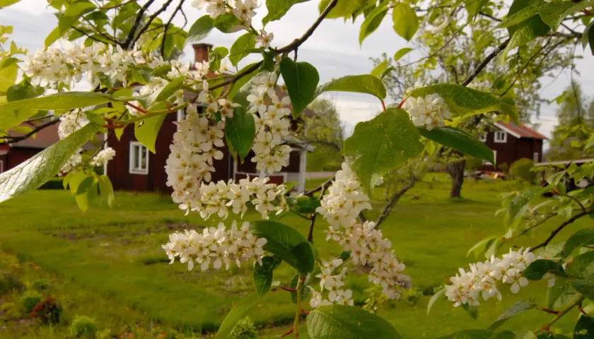 Vackra, doftande buskar med vita blommor i förgrunden. I bakgrunden syns röda hus och en grönskande trädgård.