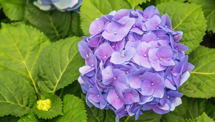 En stor, lila hortensia blommar bland frodiga gröna blad. En ny, gul knopp syns till vänster.