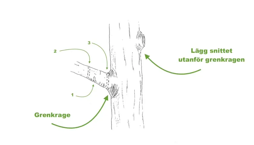 Illustration visar hur man beskär grenar vid grenkragen. För att klippa buskar rätt, lägg snittet utanför grenkragen.