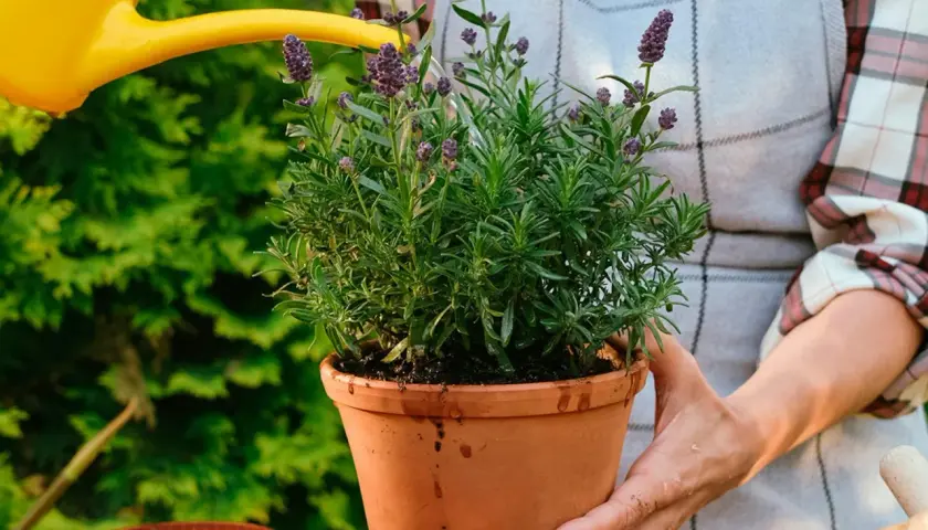 En person vattnar en frodig lavendel i kruka med en gul vattenkanna. Doften av lavendel sprider sig i trädgården.