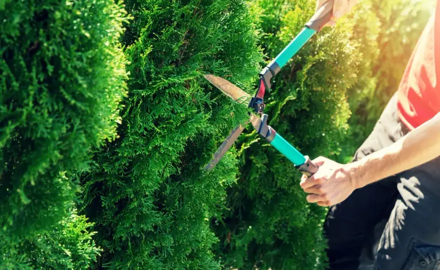 Klipp avenbokshäck rätt - så får du en tät, snygg häck