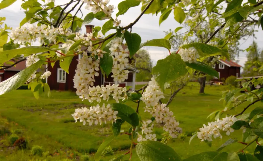 Väldoftande buskar - välj rätt sort och plats