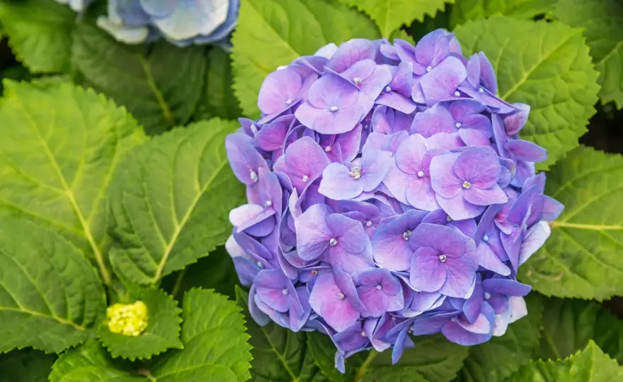 När ska man klippa hortensia? Så gör du efter sort