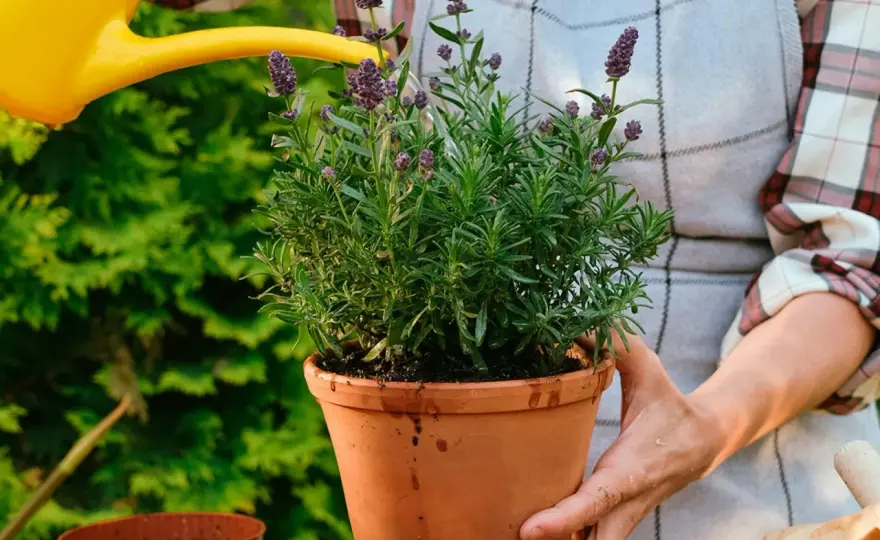 Lavendel i kruka - så lyckas du med sort, jord och vinter