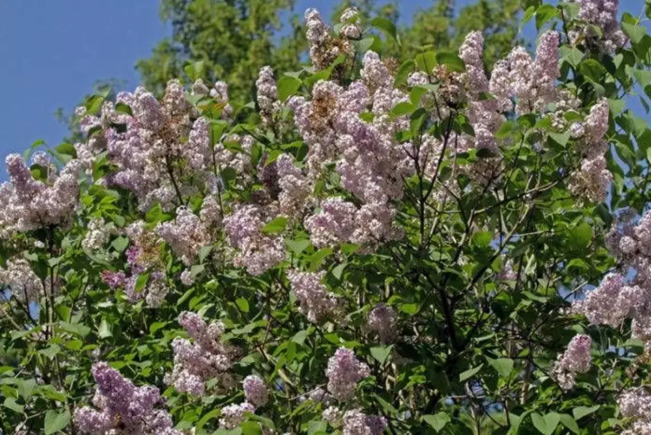 En frodig syrenbuske med lila blommor, perfekt för att plantera syren i din trädgård.