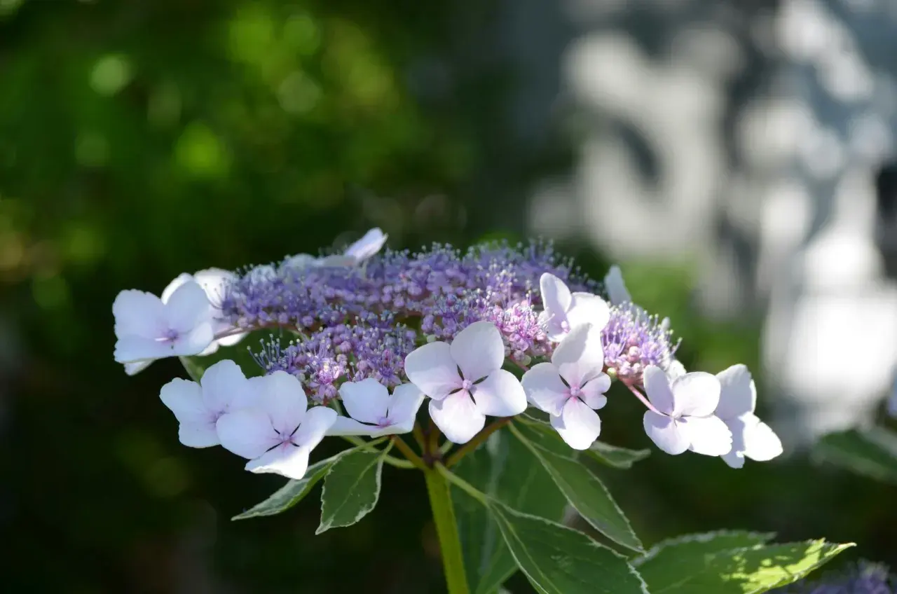 Vacker hortensia med ljuslila blommor och vita kronblad. En av många vackra hortensia sorter.