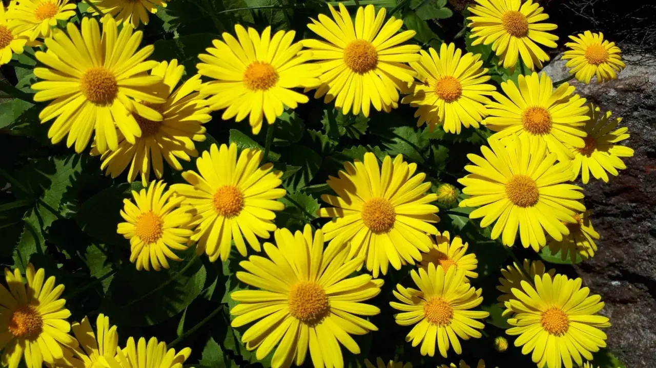 En solig samling av gammaldags perenner, lysande gula blommor med bruna mittar mot mörkgröna blad.