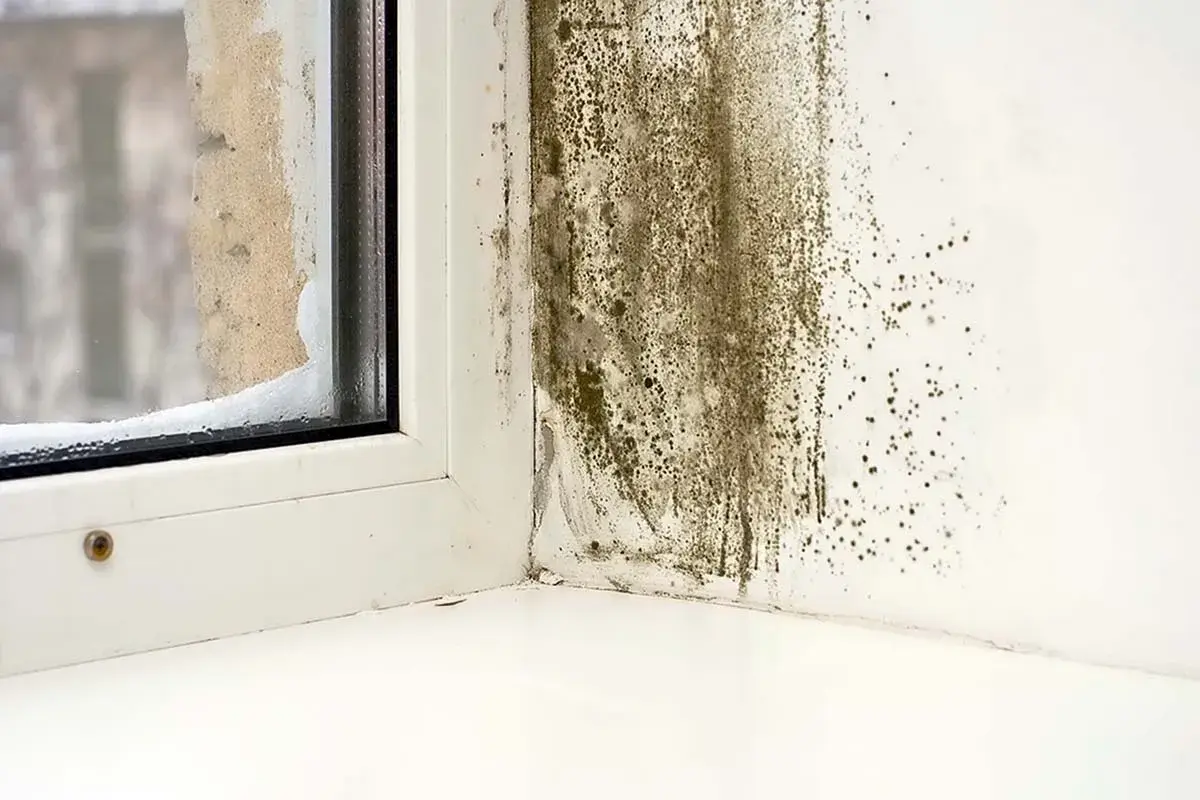 Mögel på väggen vid ett fönster i ett gammalt hus, tecken på dålig ventilation.