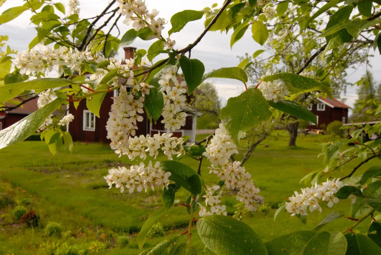 Vackra, doftande buskar med vita blommor i förgrunden. I bakgrunden syns röda hus och en grönskande trädgård.