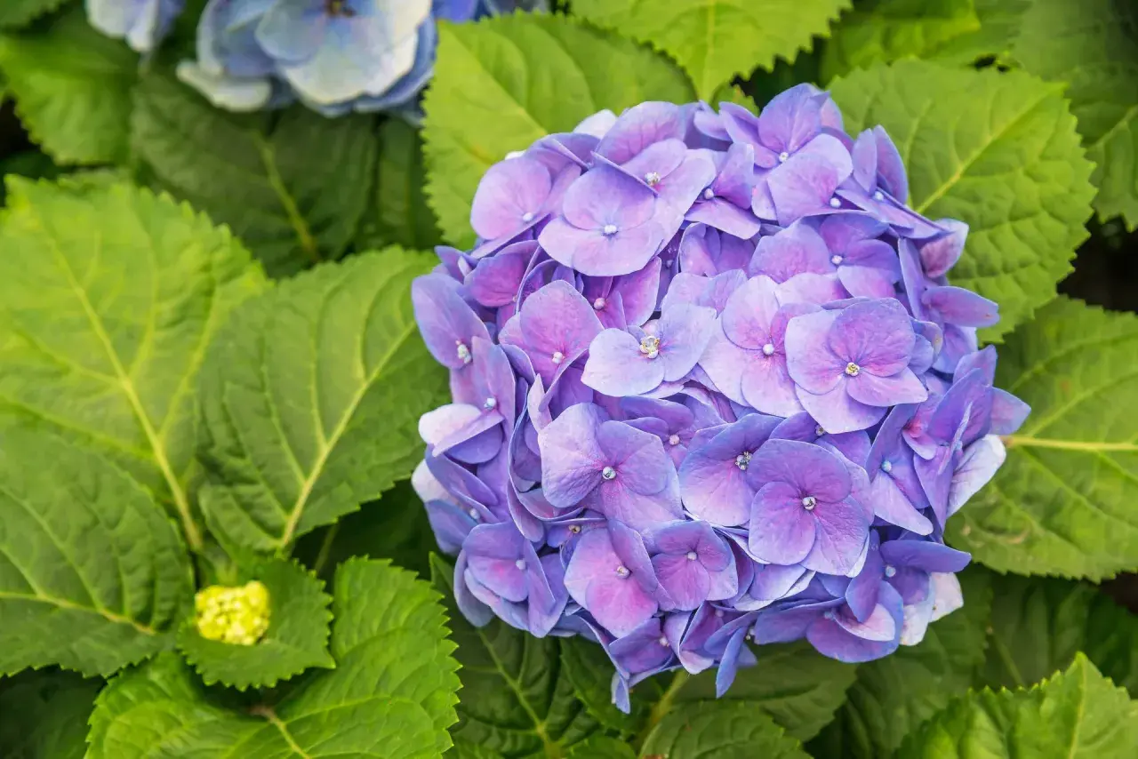 En stor, lila hortensia blommar bland frodiga gröna blad. En ny, gul knopp syns till vänster.