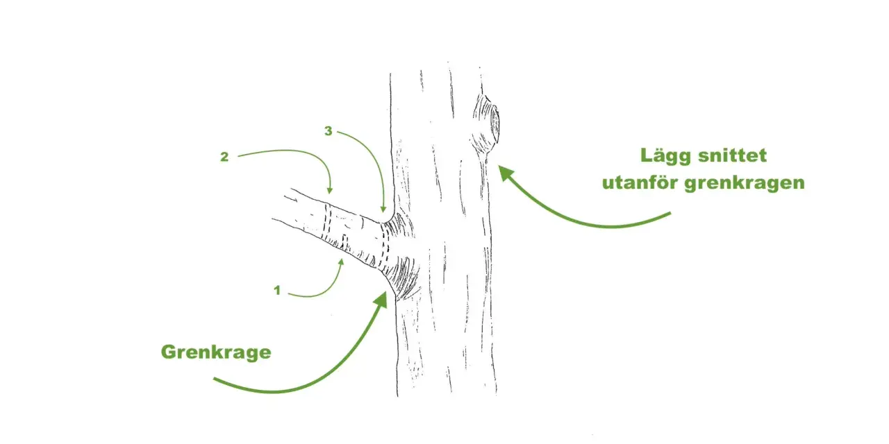 Illustration visar hur man beskär grenar vid grenkragen. För att klippa buskar rätt, lägg snittet utanför grenkragen.