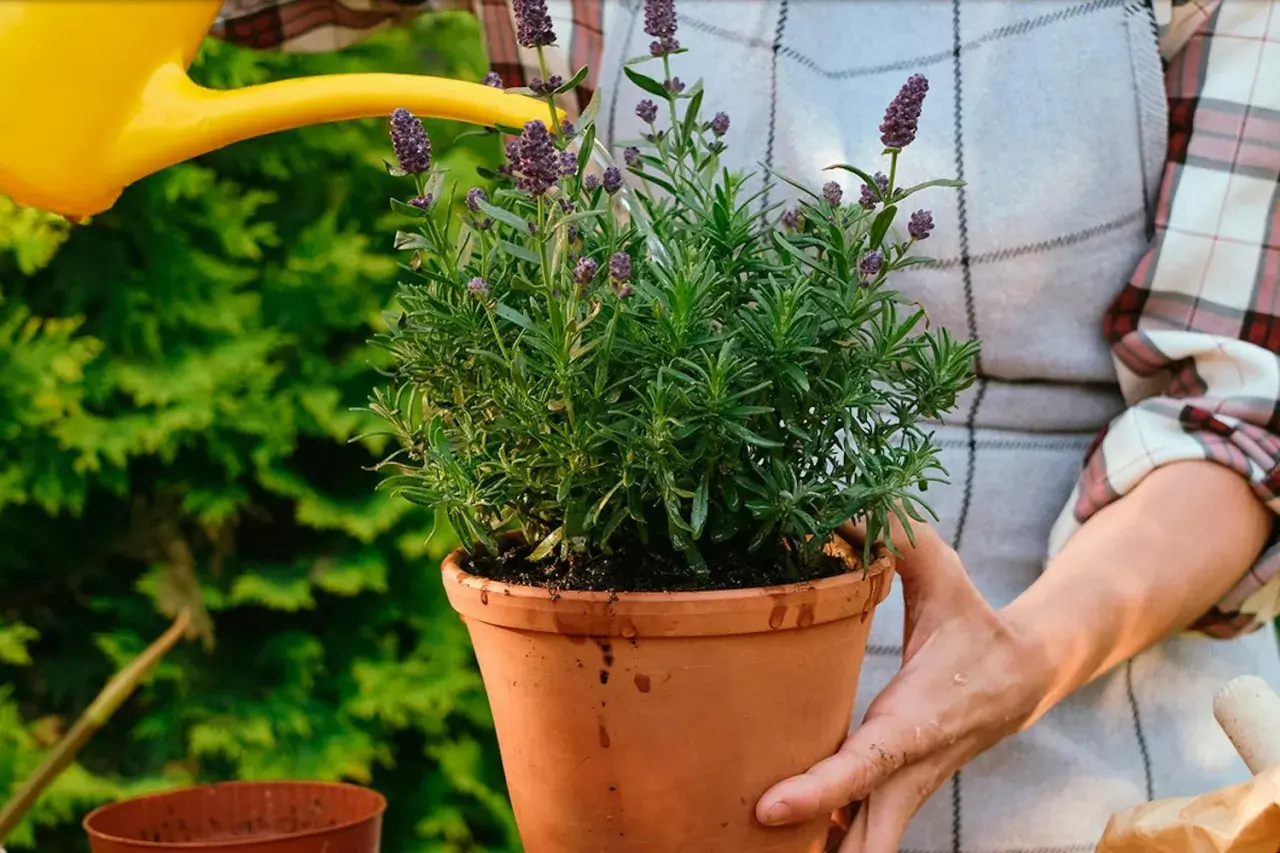 En person vattnar en frodig lavendel i kruka med en gul vattenkanna. Doften av lavendel sprider sig i trädgården.