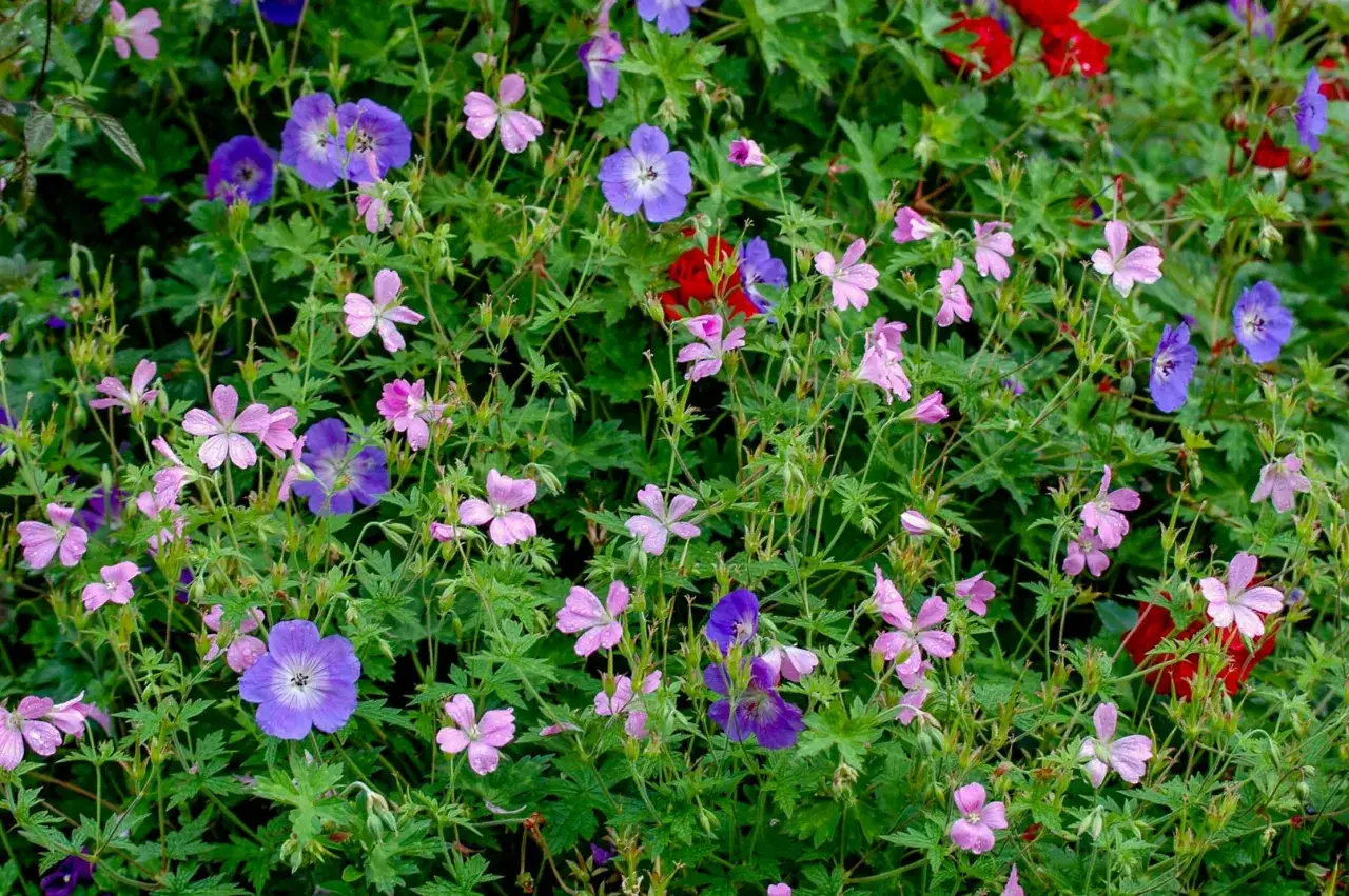 En blomstrande rabatt med olika kaprifol sorter i nyanser av lila, rosa och r&ouml;tt.