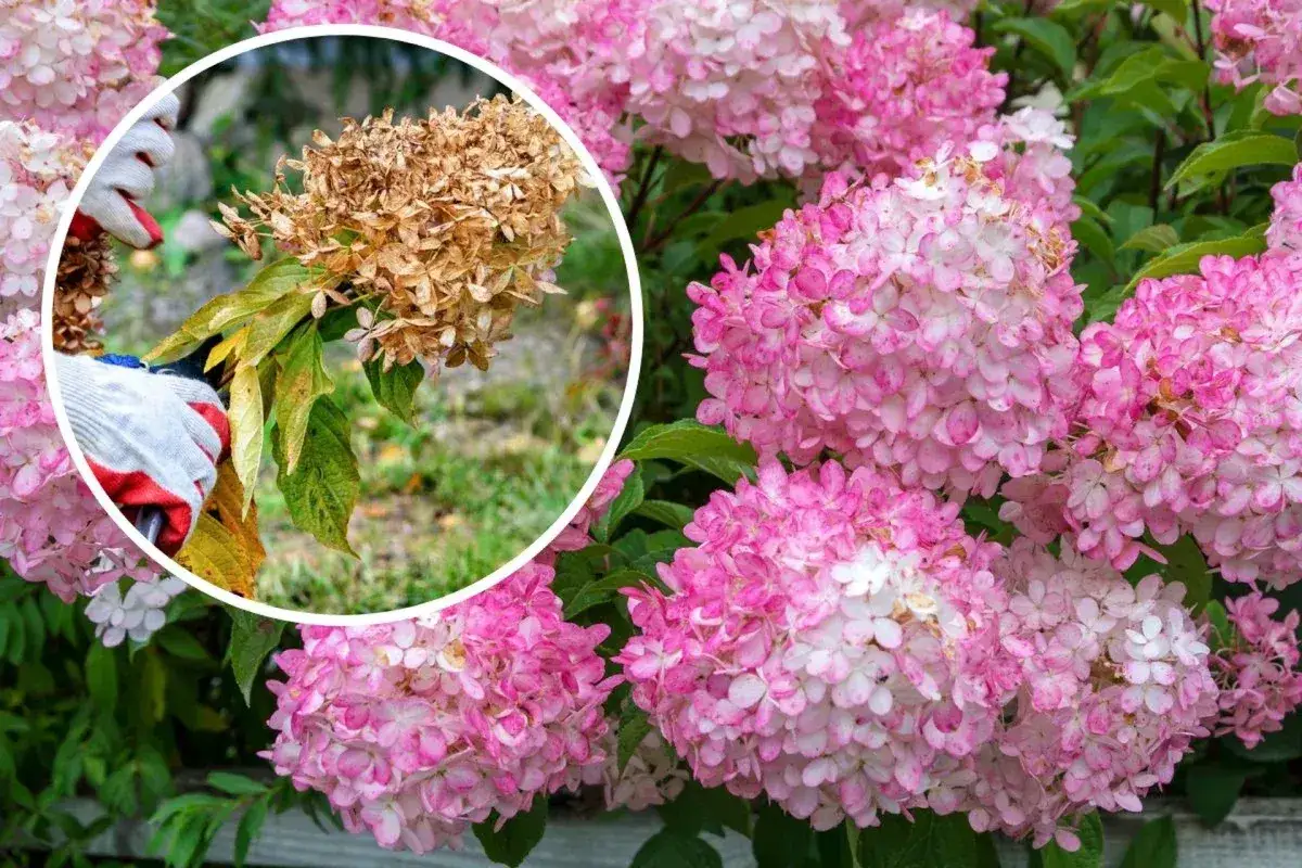 Besk&auml;rning av hortensia: en hand med handske klipper en vissnad blomst&auml;llning fr&aring;n en buske med rosa blommor.