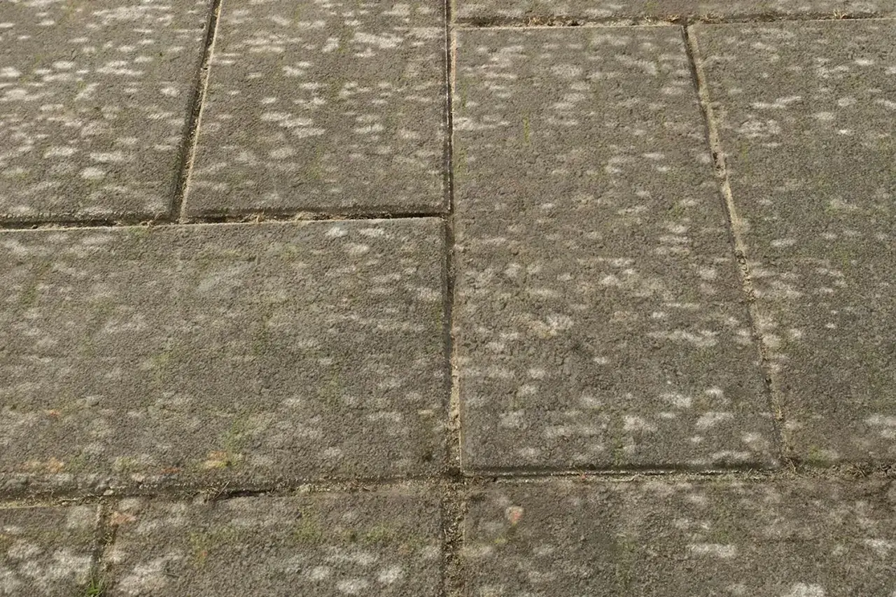 Grå stenplattor med mossa och ogräs. Ett husmorstips för att ta bort mossa på stenplattor kan vara användbart här.