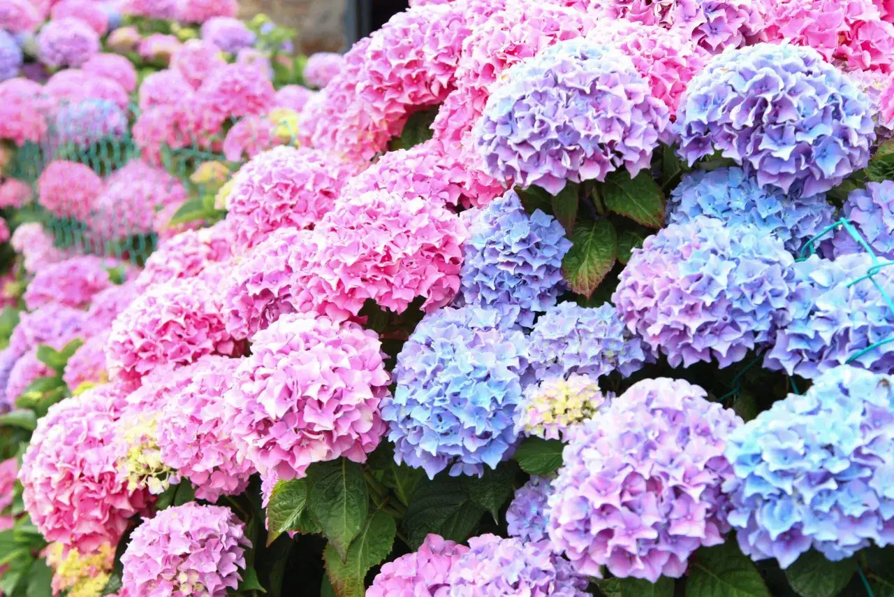 En blomstrande tr&auml;dg&aring;rd med m&aring;nga hortensia sorter i nyanser av rosa, lila och bl&aring;tt.